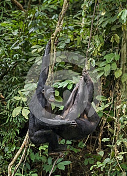 Bonobos (Pan Paniscus) on a tree branch. Green natural jungle background.