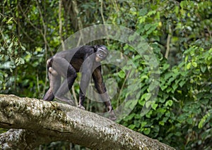 Bonobos (Pan Paniscus) on a tree branch. Green natural jungle background. photo