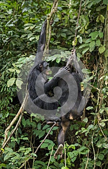 Bonobos (Pan Paniscus) on a tree branch. Green natural jungle background. photo