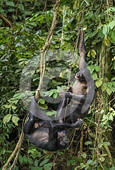 Bonobos (Pan Paniscus) on a tree branch. Green natural jungle background. photo