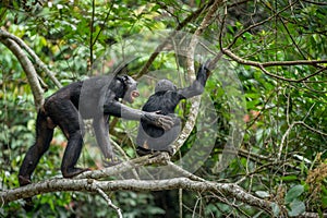 Bonobos (Pan Paniscus) on a tree branch in the jungle. photo