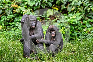Bonobos. Scientific name: Pan paniscus