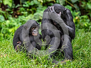 Bonobos. Scientific name: Pan paniscus,