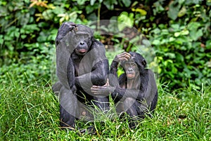 Bonobos. Scientific name: Pan paniscus. photo