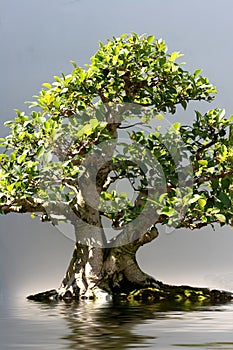 Bonsai