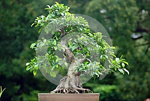 Bonsai