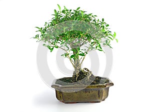 Bonsai