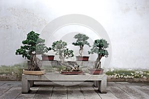 Bonsai