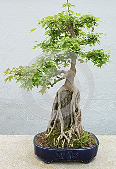 Bonsai