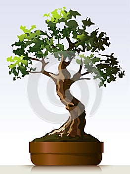 Bonsai photo