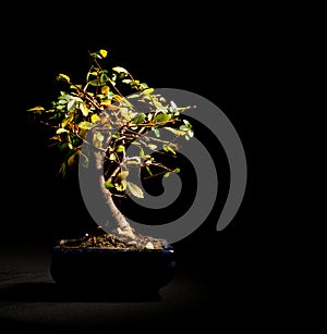 Bonsai