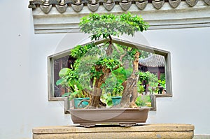 Bonsai