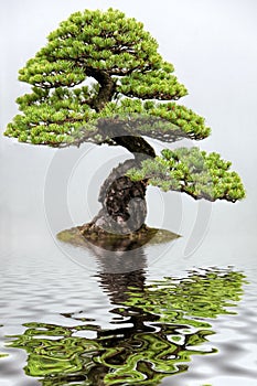 Bonsai