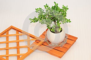 Bonsai