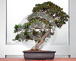 Bonsai