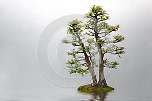 Bonsai