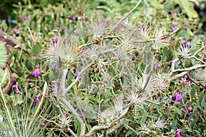 Bonsai with Airplants or epiphytes