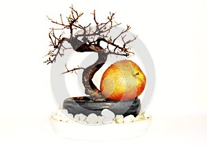 Bonsai with apple