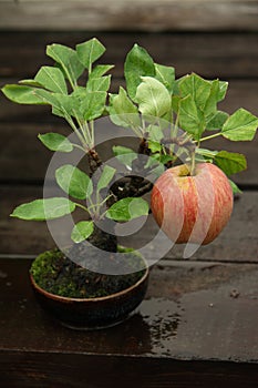 Bonsai apple tree photo