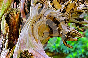 Bonsai arborvitae platycladus orientalis twisted trunk