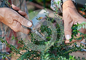 Bonsai artist takes care of his Cotoneaster tree, pruning leaves and branches with professional shears.