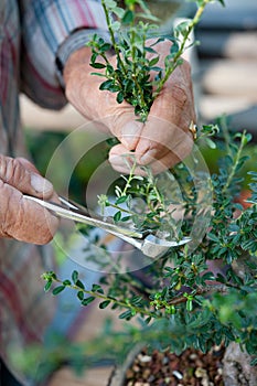 Bonsai artist takes care of his Cotoneaster tree, pruning leaves and branches with professional shears.