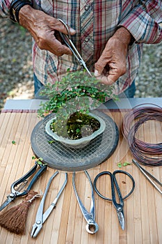 Bonsai artist takes care of his Cotoneaster tree, pruning leaves and branches by shears.