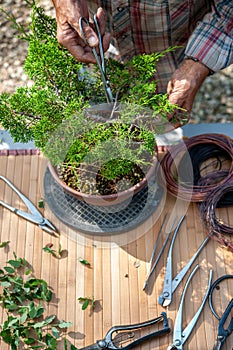 Bonsai artist takes care of his Juniperos chinensis, pruning leaves and branches with professional tools.