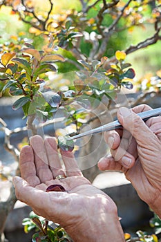 Bonsai artist takes care of his Lagestroemia tree by selective removal of leaves.