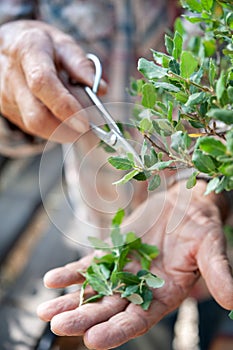 Bonsai artist takes care of his Quercus suber tree, pruning leaves and branches by professional shears.