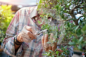 Bonsai artist takes care of his Quercus suber tree, pruning leaves and branches by professional shears.