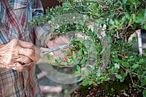 Bonsai artist takes care of his Quercus suber tree, pruning leaves and branches by professional shears.