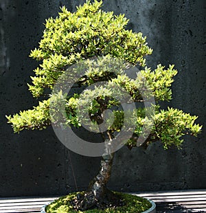 Bonsai in Ashville NC