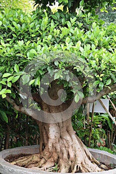 bonsai banyan tree on pot in farm