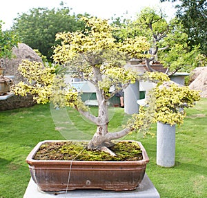 A bonsai banyan tree in Ramoji Filmcity, Hyderabad