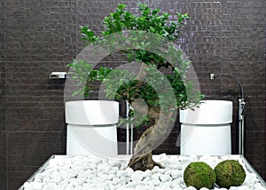 Bonsai bathroom photo