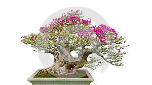 Bonsai bougainvillea tree