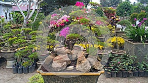 The bonsai at bunut city