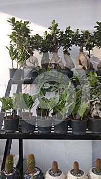 Bonsai cactus and other planta in a nursery photo