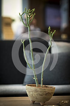 Bonsai cactus plant on pot