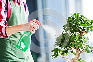 Bonsai care and tending houseplant growth. Watering small tree.