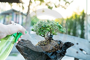 Bonsai care and tending houseplant growth. Watering small tree. Tree Treatment Concepts
