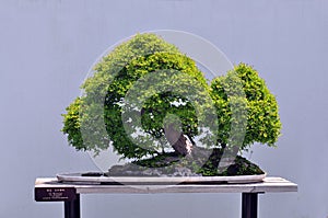 Bonsai of Chinese elm photo