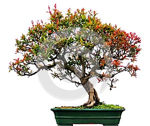 Bonsai of Chinese elm