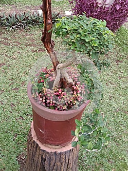 This bonsai comb & x28;bonsai sisir& x29;