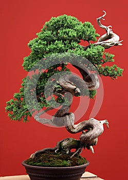 Bonsai conifer photo