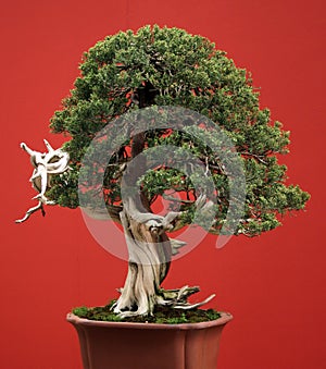 Bonsai conifer photo