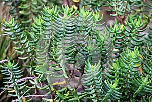 Bonsai crassula, Crassula sarcocaulis