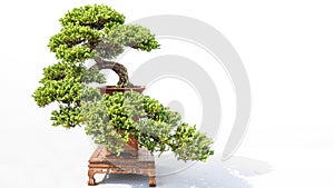 Bonsai cypress potted landscape miniascape  dishgarden