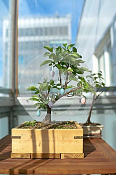 Bonsai decorated with Easter eggs on the balcony